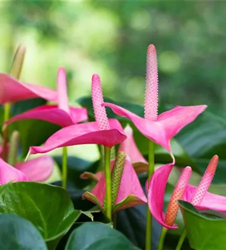 FLAMINGOBLUME