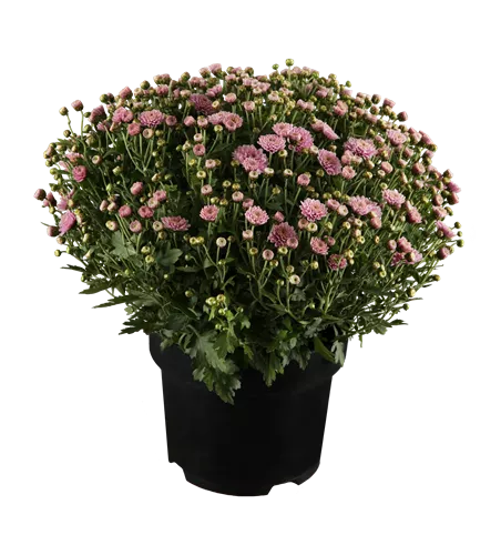 Chrysanthemen Busch 