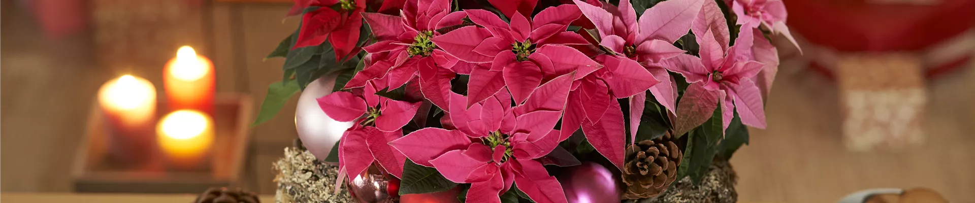 WEIHNACHTSSTERN!