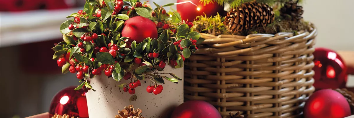 WINTERZAUBER AUF BALKON & TERRASSE! 