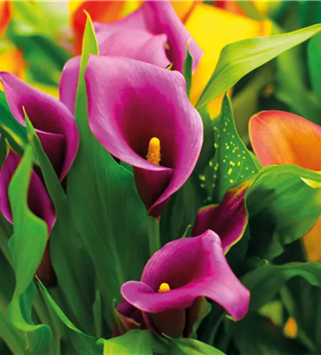 PFLANZE DES MONATS FEBRUAR: CALLA