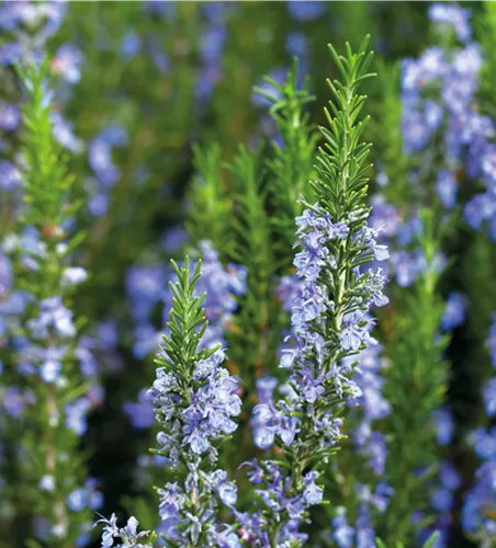 PFLANZE DES MONATS APRIL: ROSMARIN