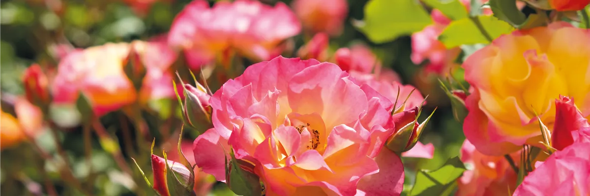 Pflanze des Monats Juli: ROSE