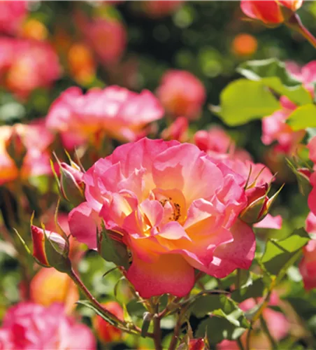 Pflanze des Monats Juli: ROSE