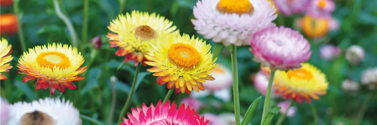 PFLANZE DES MONATS MAI: STROHBLUME